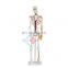 HC-S205 Advanced human half-size 85cm skeleton model with blood vessel & heart /Human bones with heart and blood vessel model
