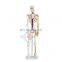 HC-S205 Advanced human half-size 85cm skeleton model with blood vessel & heart /Human bones with heart and blood vessel model