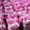 2012 New Crop Normal White and Pure White Garlic to Denmark Market -Approved by Global Gap