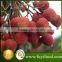 fruits and vegetables litchi /litchi fruit/fresh litchi not canned