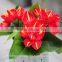 high quality natural anthurium flower for wholesale