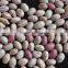 2015 GOOD light speckel kidney beansCHINA (HOT SALE)