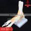 Life-size foot joint with ligaments