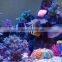 High power fish light programmable led aquarium lighting