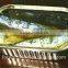 Horse Mackerel Canned in Vegetable Oil and Mackerel in Brine