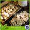 best whole mushroom