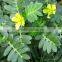 China Supplier GMP factory provide tribulus terrestris seeds With the Best Quality
