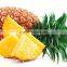 spray dried 100 % water - soluble Pineapple Fruit Powder