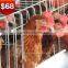 TA NO.1 lagos sample 120 birds a type poultry battery cage for nigerian farm