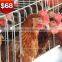 TA NO.1 automatic drinking egg laying chicken cage for kenya market