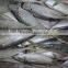 frozen horse mackerel