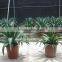 Agave americana ornamental plants