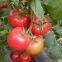 vegetablel seed red tomato seed greenhouse tomato seeds no 59