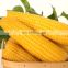 Big Capacity Sweet fresh corn husk machine/fresh corn peeling machine 008615939556928