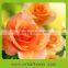 Fragrant aroma classical high quality fresh flower rose from kunming