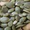 common cultivation pumpkin kernels/dried pumpkin seeds kernels