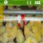 Full automatic feeding and drinking system broiler raising equipment price