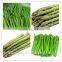 Chinese 2016 New Crop IQF Frozen Green Asparagus with High Quality for sale