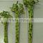 top quality lucky bamboo with lower price 25cm spiral lucky bamboo