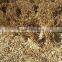 DRY GARLIC FROM EGYPT RED AND WHITE GOOD PRICE