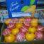 Fresh Style and Yellow Color Navel Oranges for sale Valencia distributor