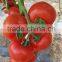 Hybrid Tomato Seeds From China TY Resistance Big Firm Fruits-6800