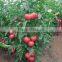 2016 High quality High yield Tomato seeds for growing- Tian Rui No.3