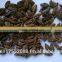 Vietnam high quality black Cardamom