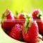 healthy and delicious strawberry chocolate snack food79