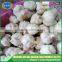 Good faith garlic suppliers for international market