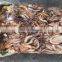 frozen giant squid tentacle equator squid tentacle indian squid tentacle