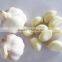 Super pure white garlic