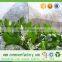 Spunbond technique 100% pp nonwoven fabric for agricultural product