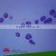 Individual slides you can choose from School Teaching Biological Prepared Microscopy Glass Slides Set