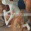 White hand carved Apollo bathing marble statue