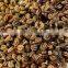 Celery Seed Powder