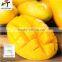 Very high quality Mango Ripener Ethylene(36)