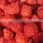 100% natural raspberry powder manufacture ISO, GMP, HACCP, KOSHER, HALAL certificated