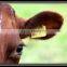 Remote control TPU RFID Animal Ear Tag for cattle/pig/sheep