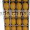 Food grade PP material lime lemon saver container for fresh lemon lime