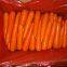 fresh carrot