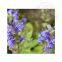 Wholesale Essential Oils of High Quality Hyssop
