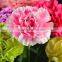 Color smilling face colorful single carnation