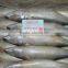 400-600G Pacific Mackerel Latin Name Scomber Japonicus