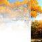 white gradation window glass pet film rolls