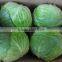2014 New Crop Fresh Flat Chinese Cabbage
