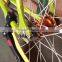 Aluminum Alloy Frame Fixed Gear Bike/Cycling