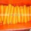 2015 New cropf of M L size fresh carrots hot supplying