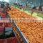 China Fresh Carrots for sale
