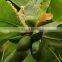 Fish Use Indian Almond Leaves